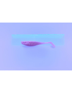 🔥 Shad Alpha 9 cm Bubblegum | Leurres Souples Perche & Sandre | Kestufish 🎣 2