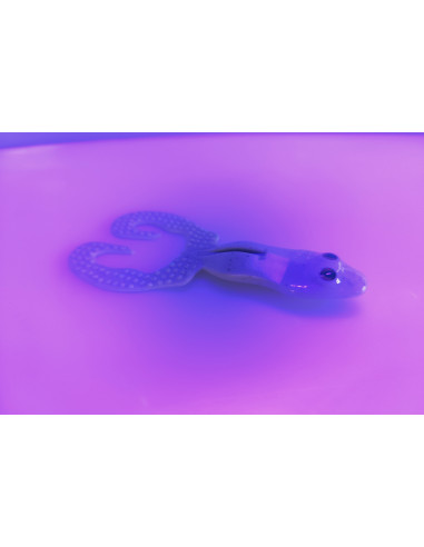 La Mounouille – Leurre souple frog 14 cm pour brochet et silure | Fabriqué en France